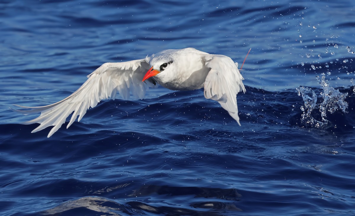 Red-tailed Tropicbird - Glen Tepke