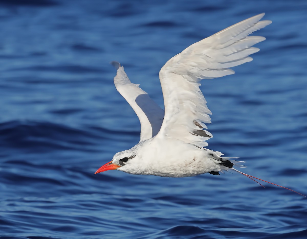 Red-tailed Tropicbird - Glen Tepke