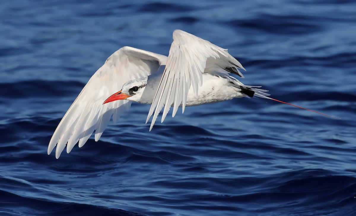 Red-tailed Tropicbird - ML505414761