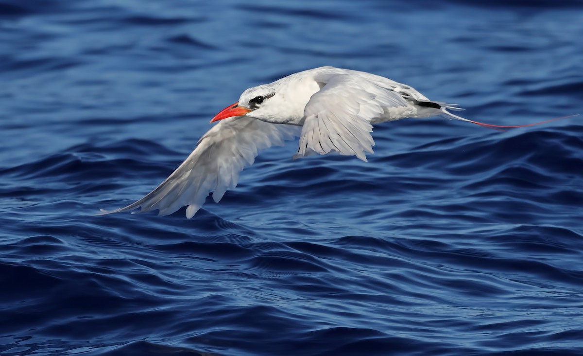 Red-tailed Tropicbird - Glen Tepke