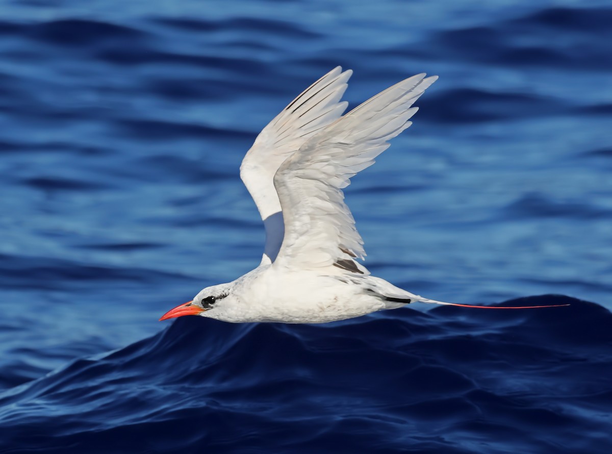 Red-tailed Tropicbird - Glen Tepke