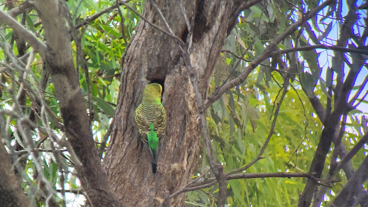 Budgerigar - ML505414981