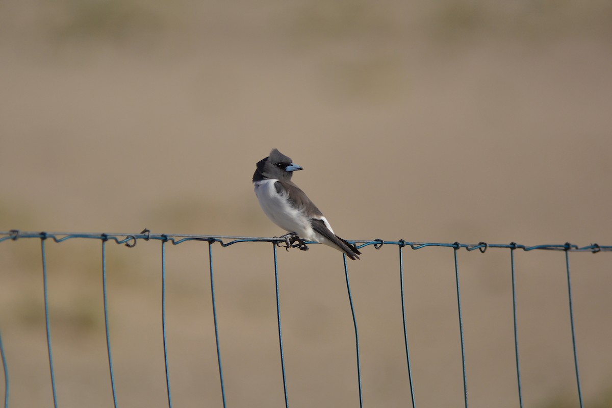 White-breasted Woodswallow - Peter Spradbrow