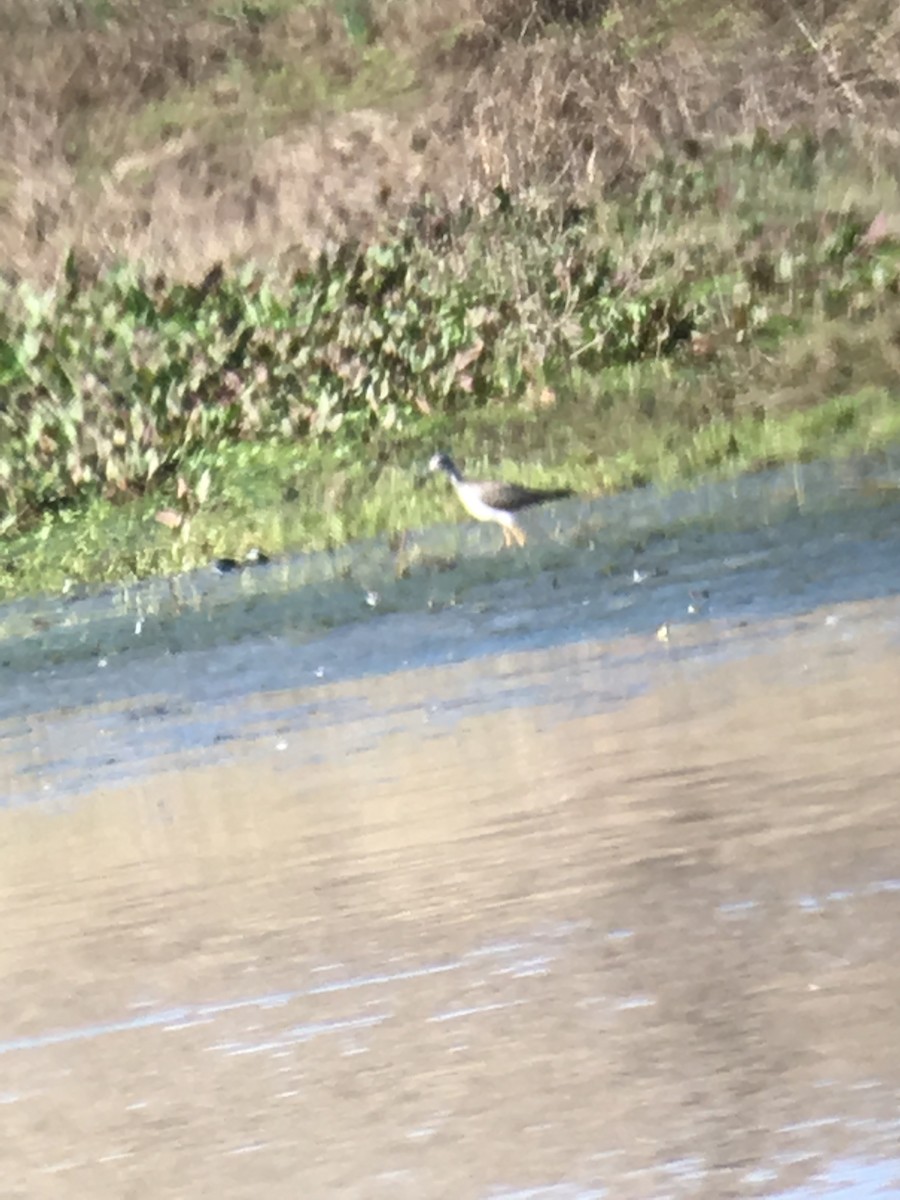 Greater Yellowlegs - ML50541621