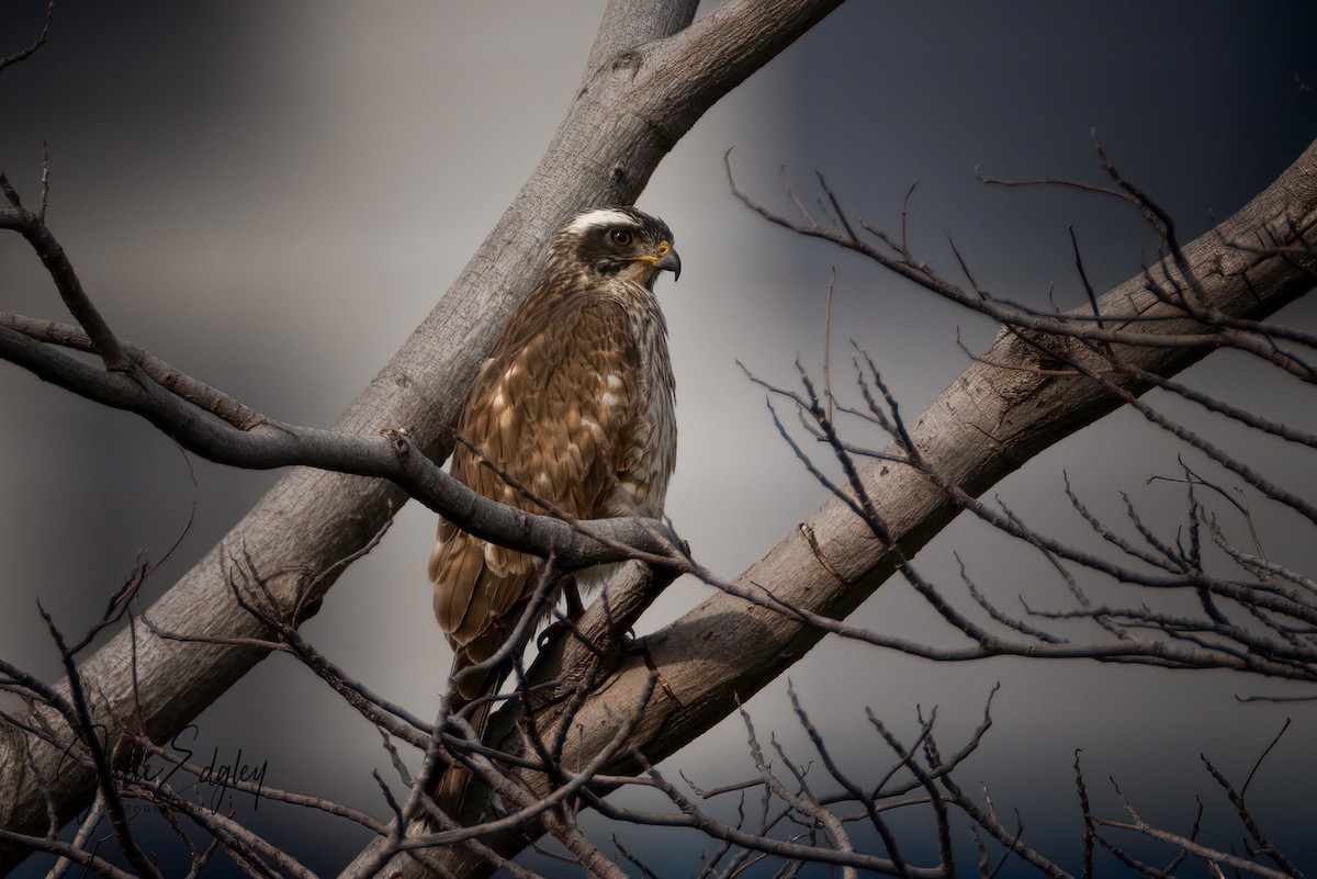 Gray-faced Buzzard - ML505416561