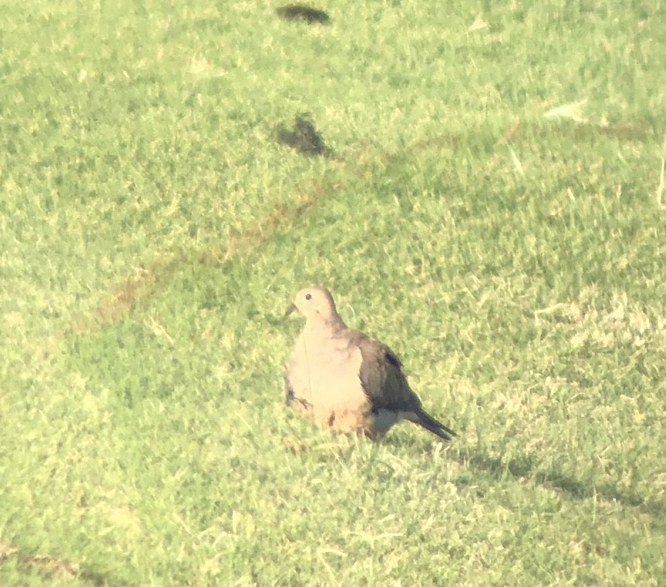 Mourning Dove - ML505417311