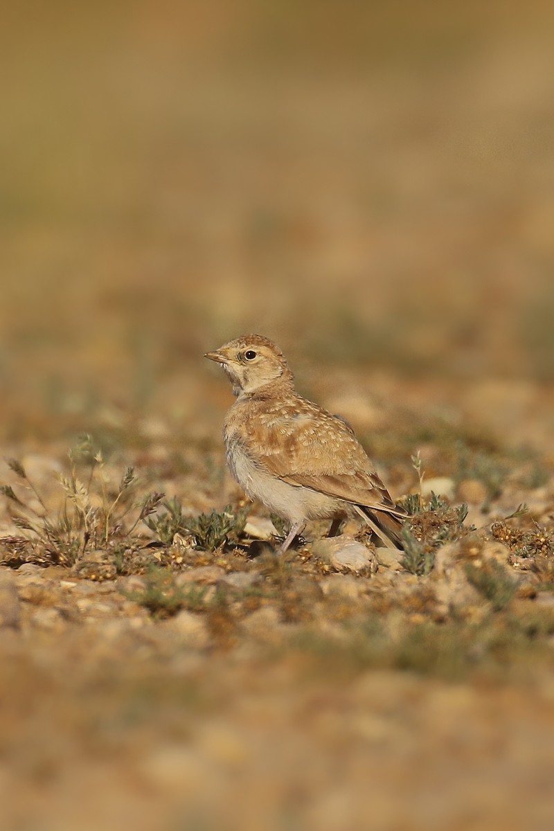 Temminck's Lark - ML505418011