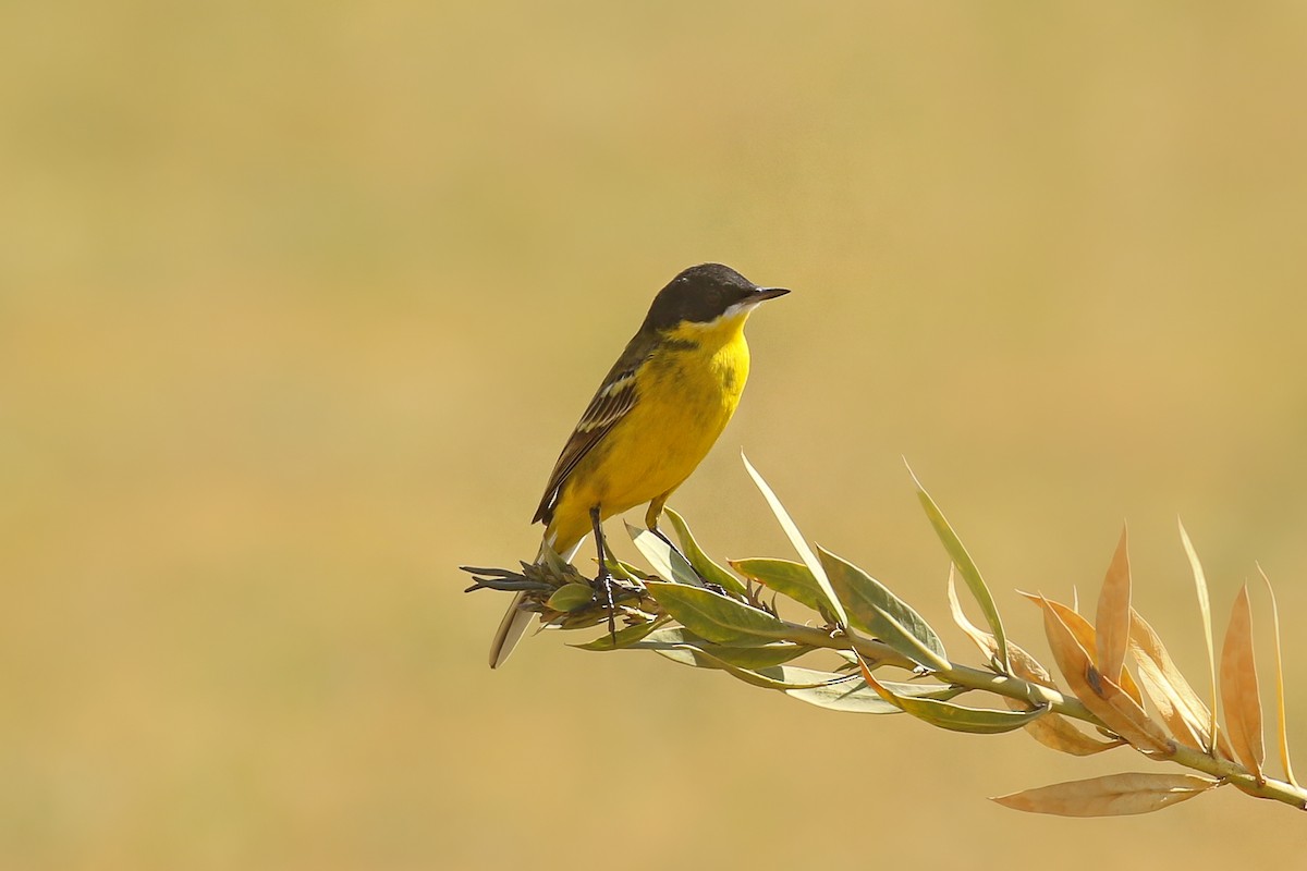 Western Yellow Wagtail (feldegg) - ML505418301