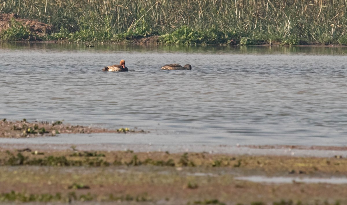 Red-crested Pochard - ML505420091