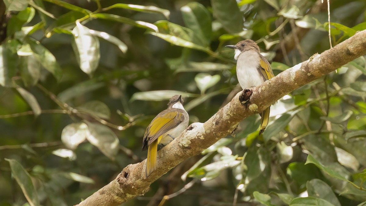 Cinereous Bulbul (Green-winged) - ML505420171