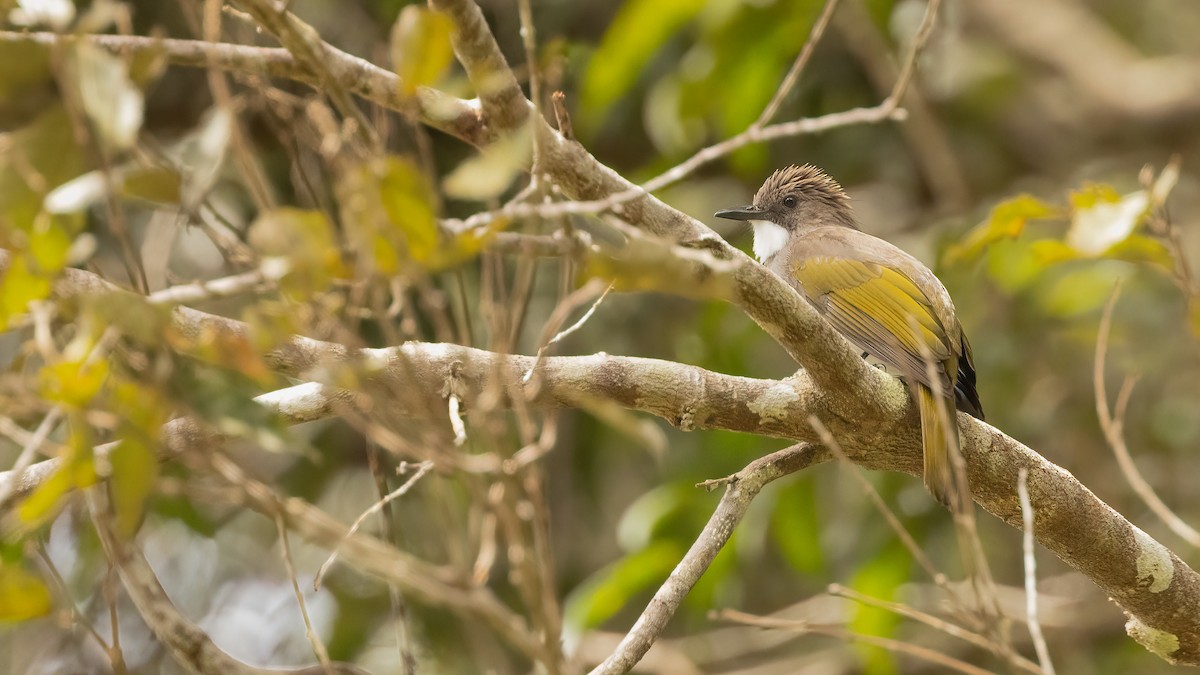 Cinereous Bulbul (Green-winged) - ML505420181