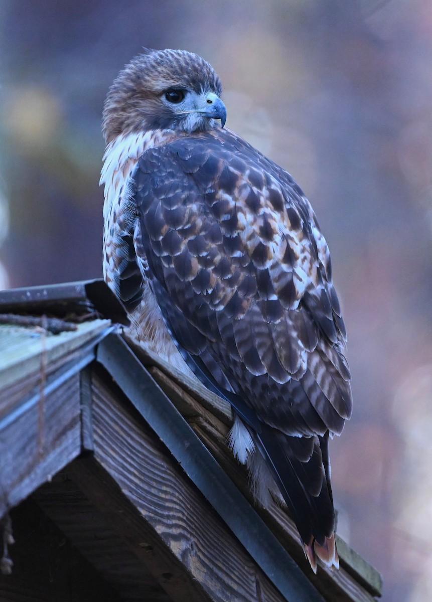 Red-tailed Hawk - ML505423461