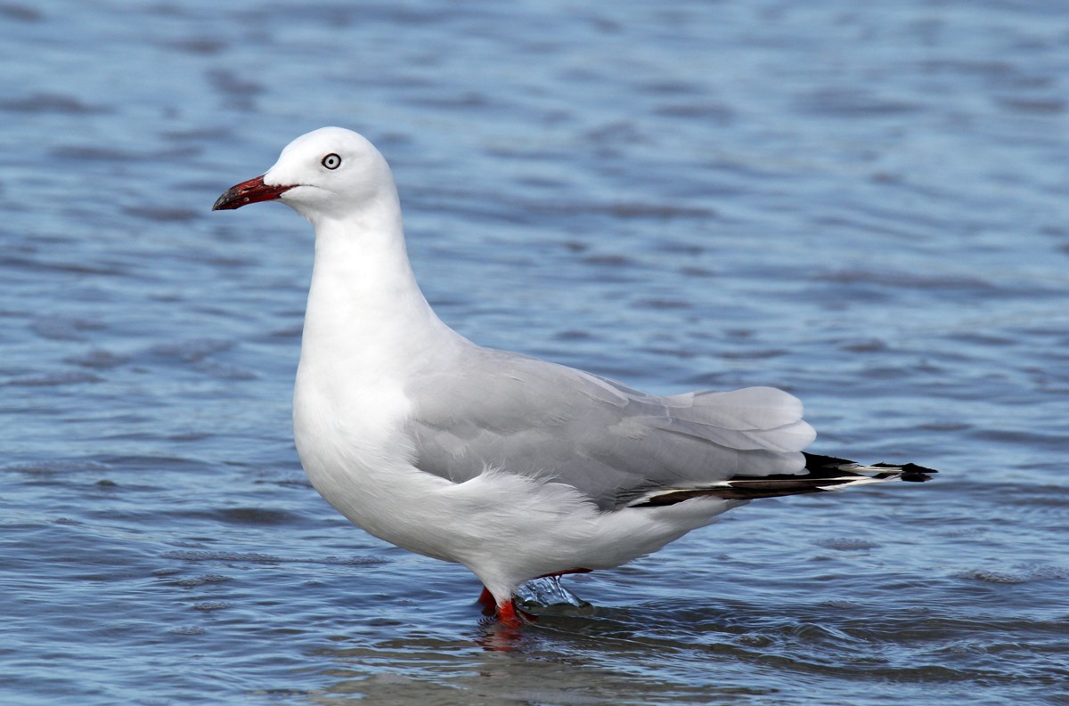 Gaviota Plateada - ML505425801