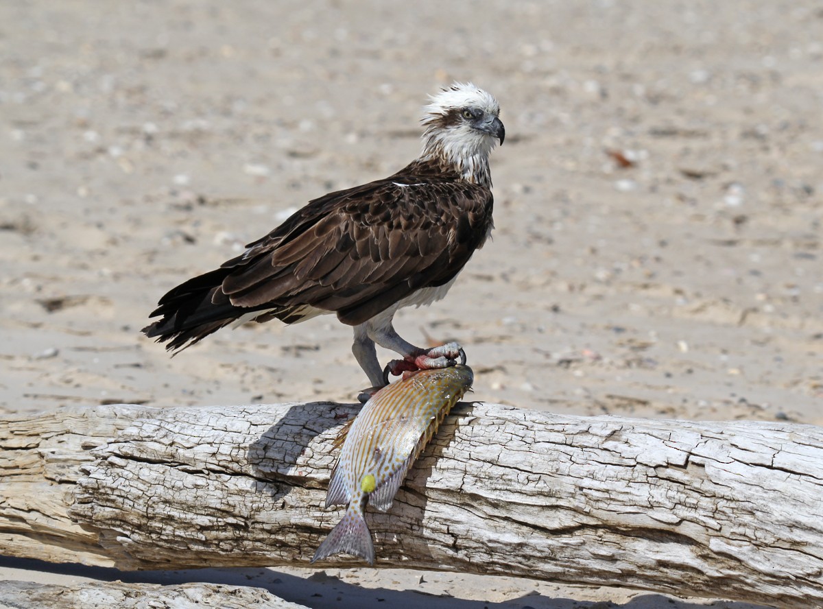 Águila Pescadora - ML505425871