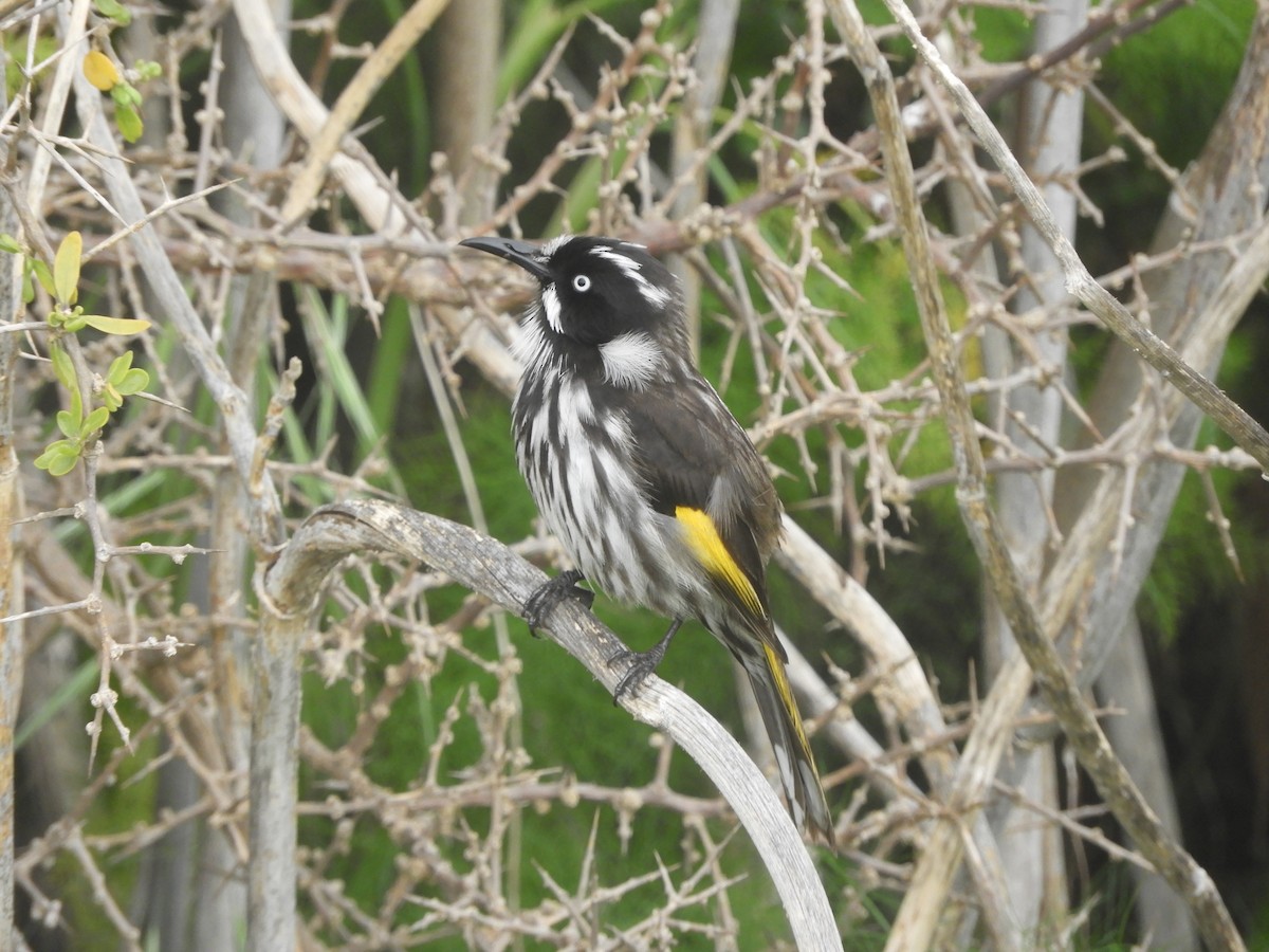 New Holland Honeyeater - Charles Silveira