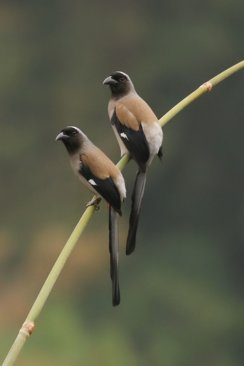 Gray Treepie - ML505426711