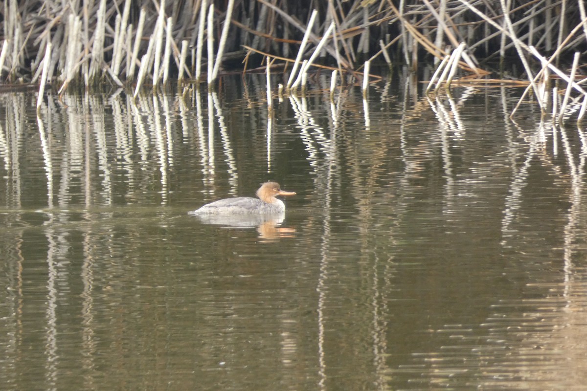 Red-breasted Merganser - Kubilay Kaplan