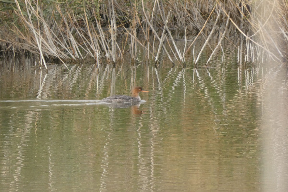 Red-breasted Merganser - Kubilay Kaplan