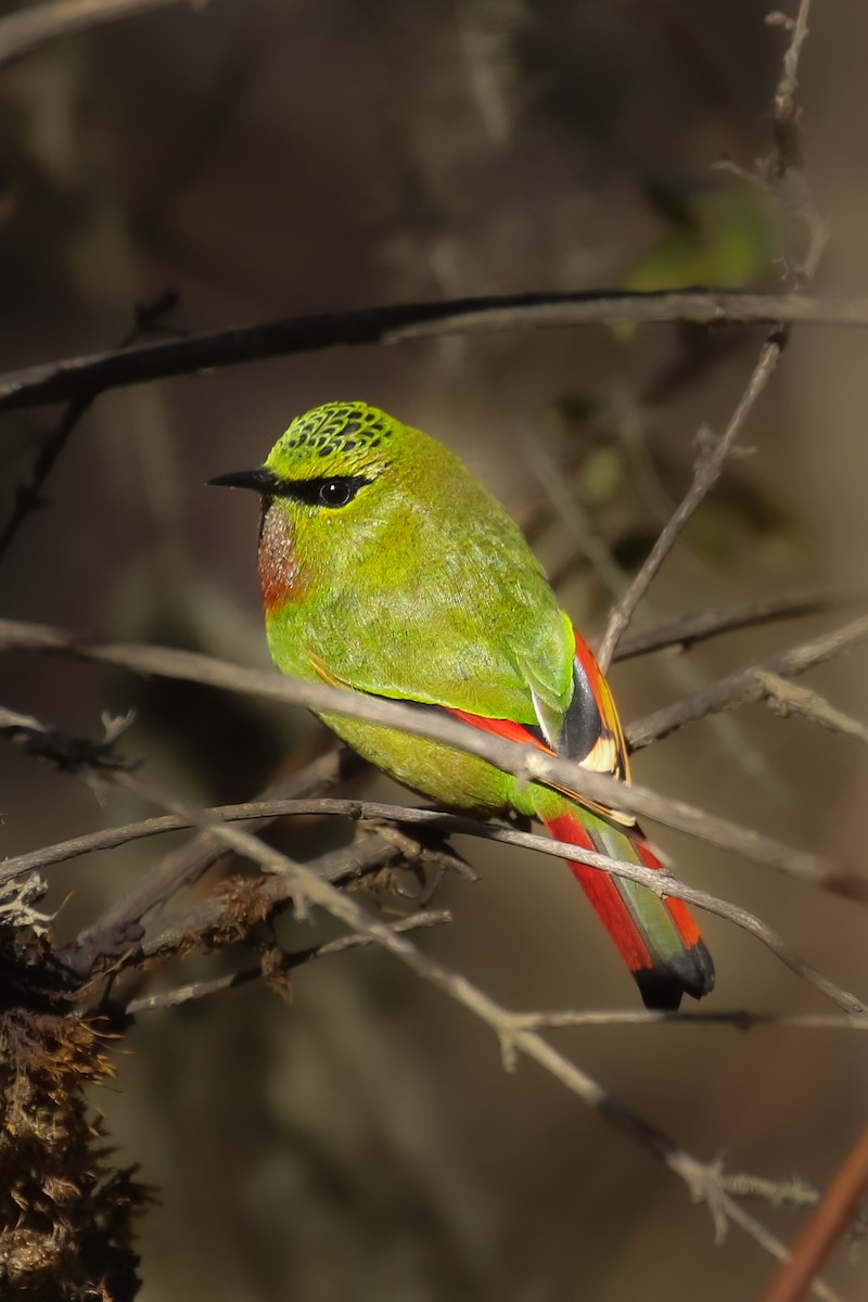 Fire-tailed Myzornis - ML505428511