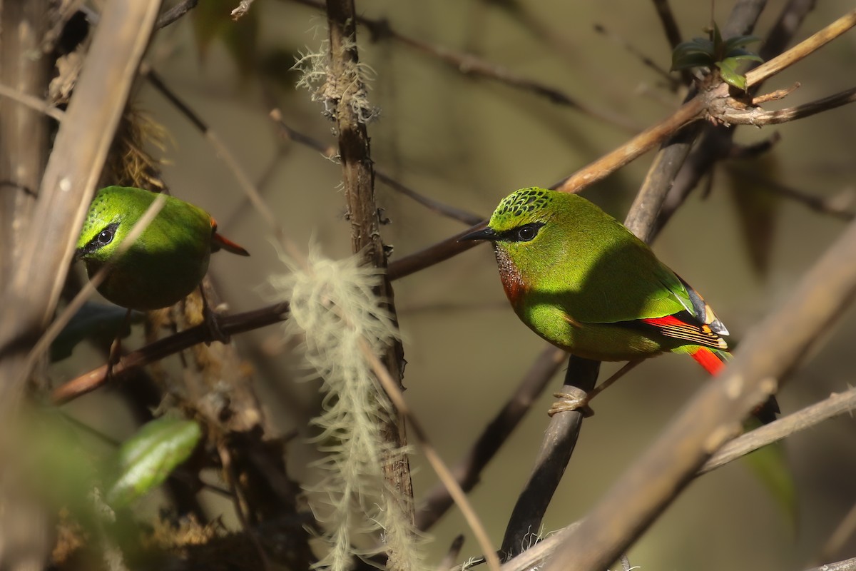 Fire-tailed Myzornis - ML505428521