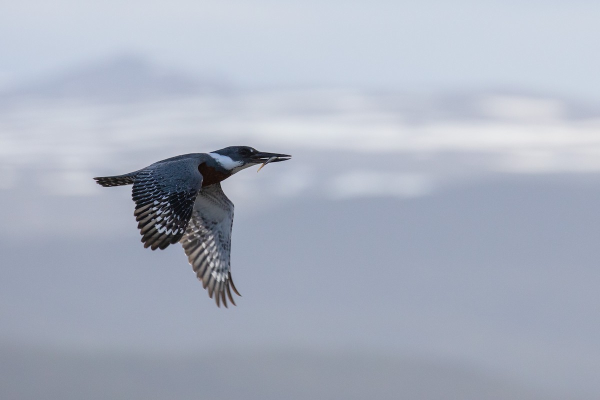 Ringed Kingfisher - ML505429131