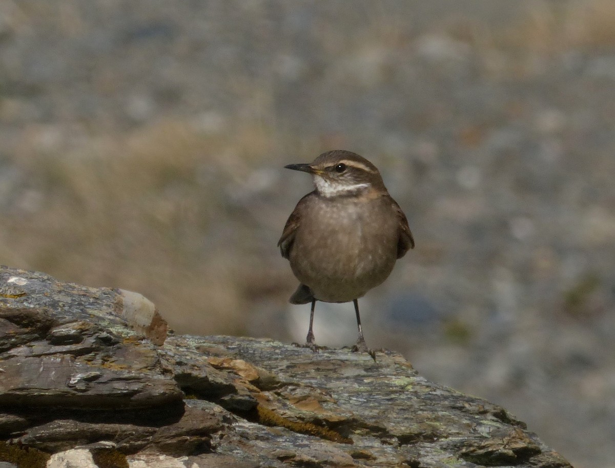 Buff-winged Cinclodes - Juan Klavins