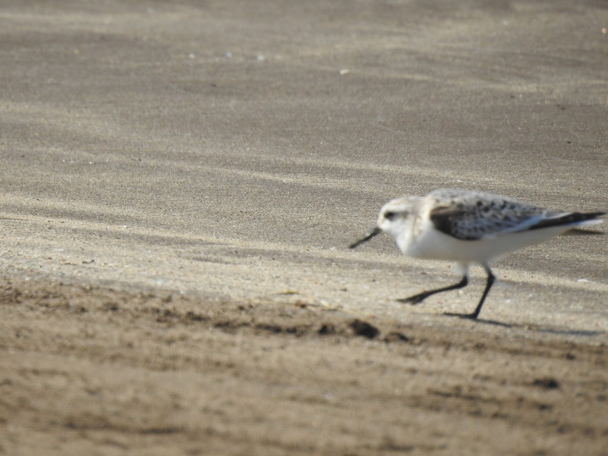 Sanderling - ML505429701