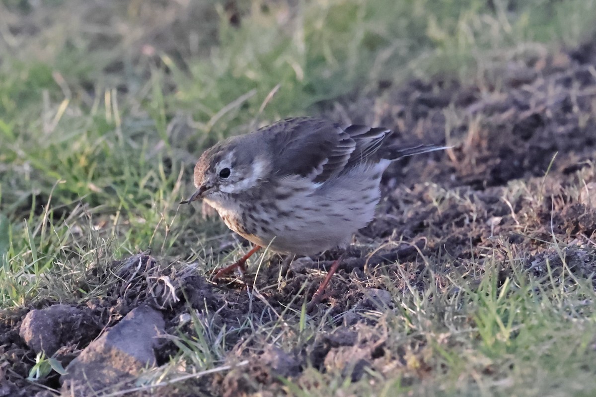 American Pipit - ML505430111