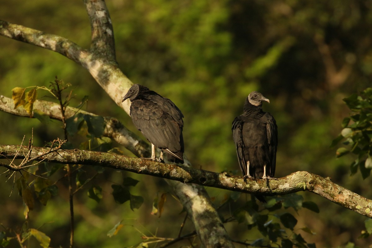 Black Vulture - Matt Hysell