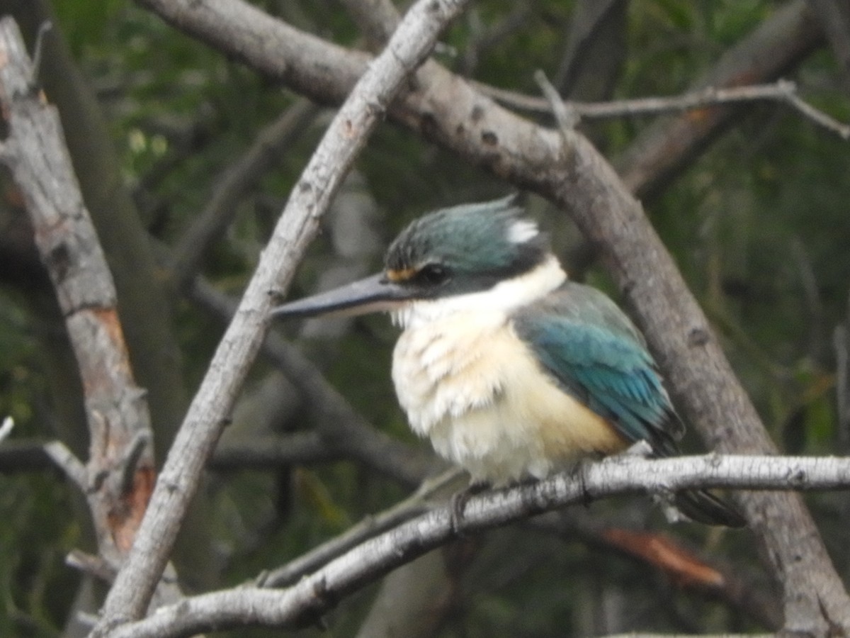 Sacred Kingfisher - ML505431211