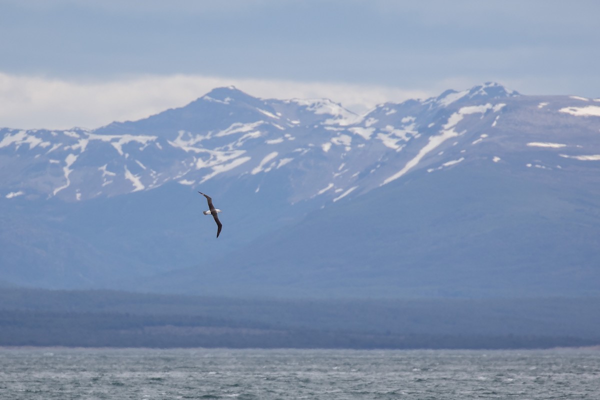 Schwarzbrauenalbatros (melanophris) - ML505431431