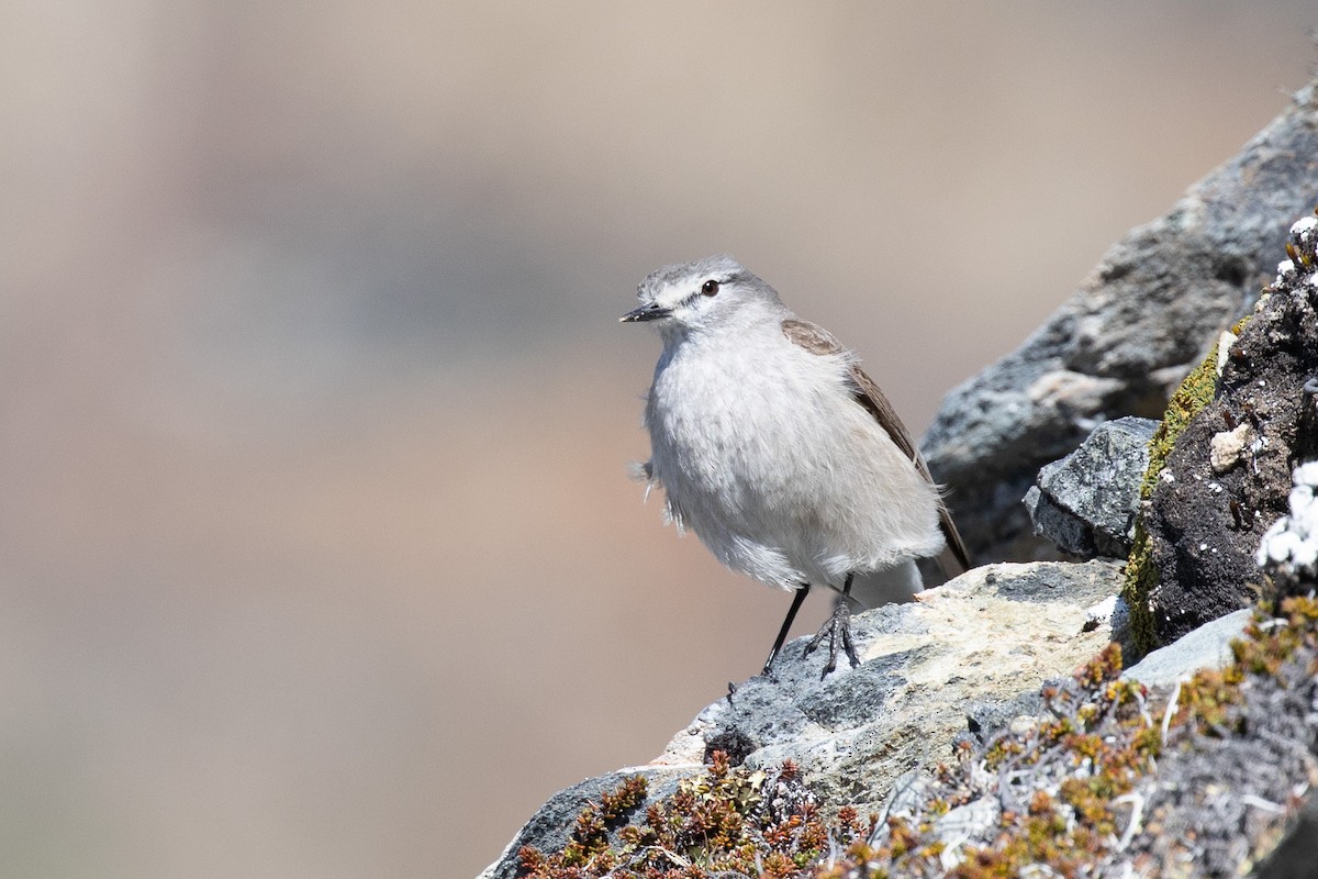 Gelbnacken-Grundtyrann - ML505431691