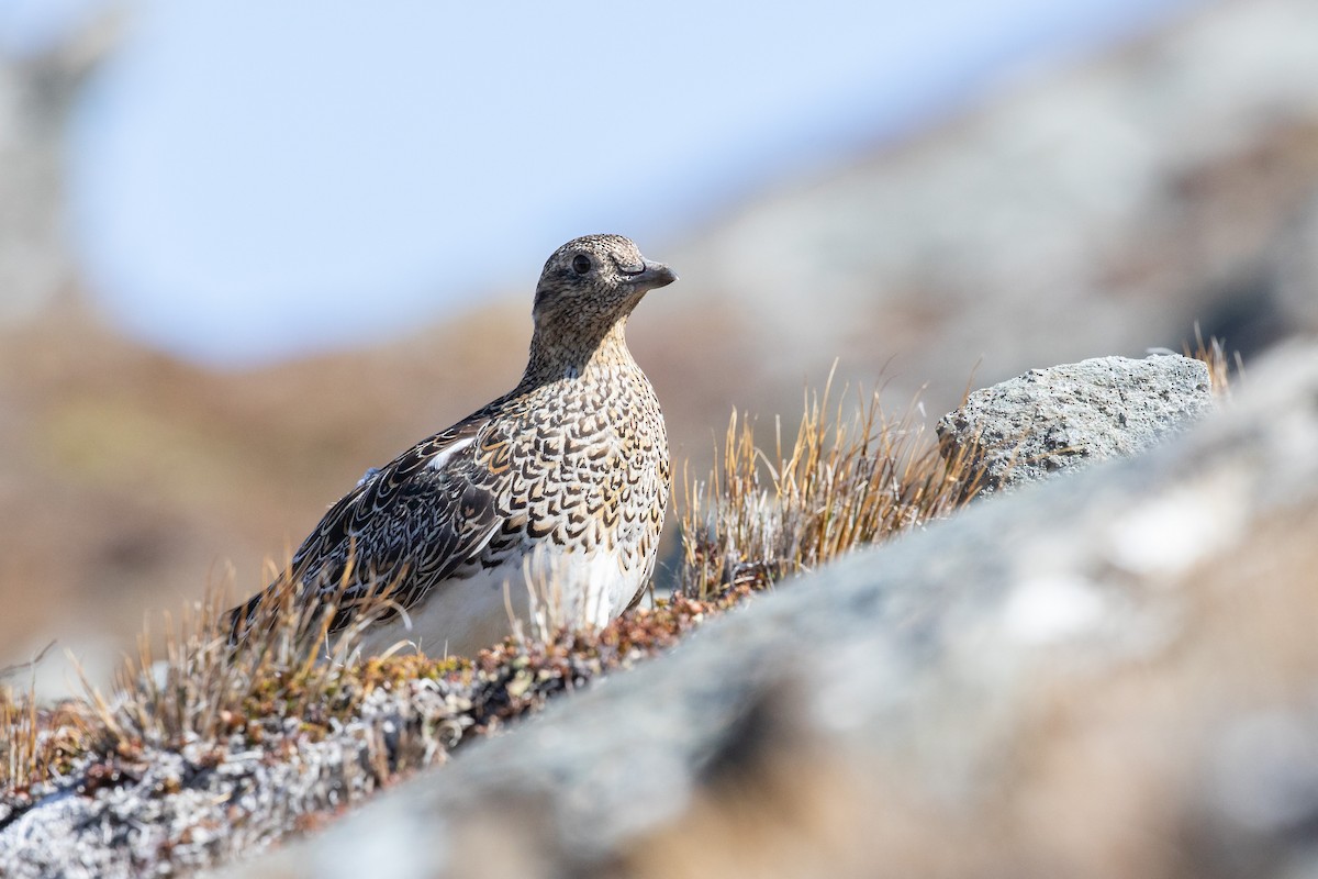 Weißbauch-Höhenläufer - ML505431751