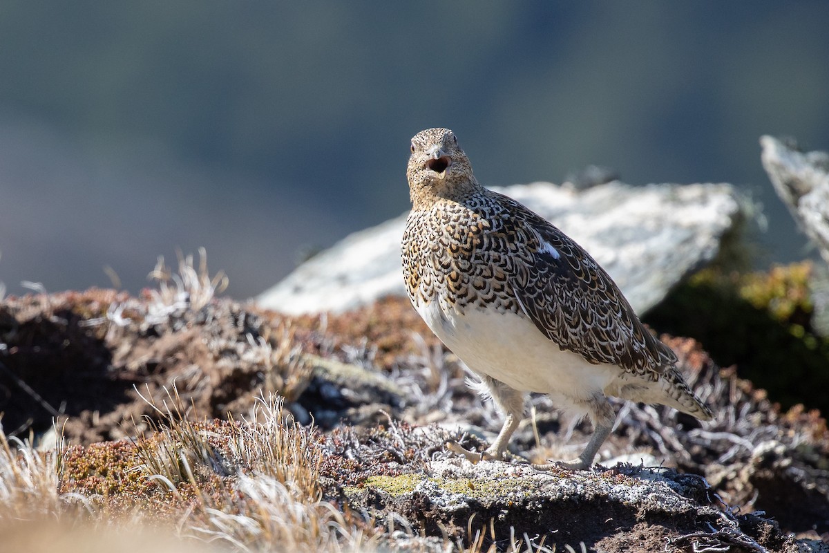 Weißbauch-Höhenläufer - ML505431771