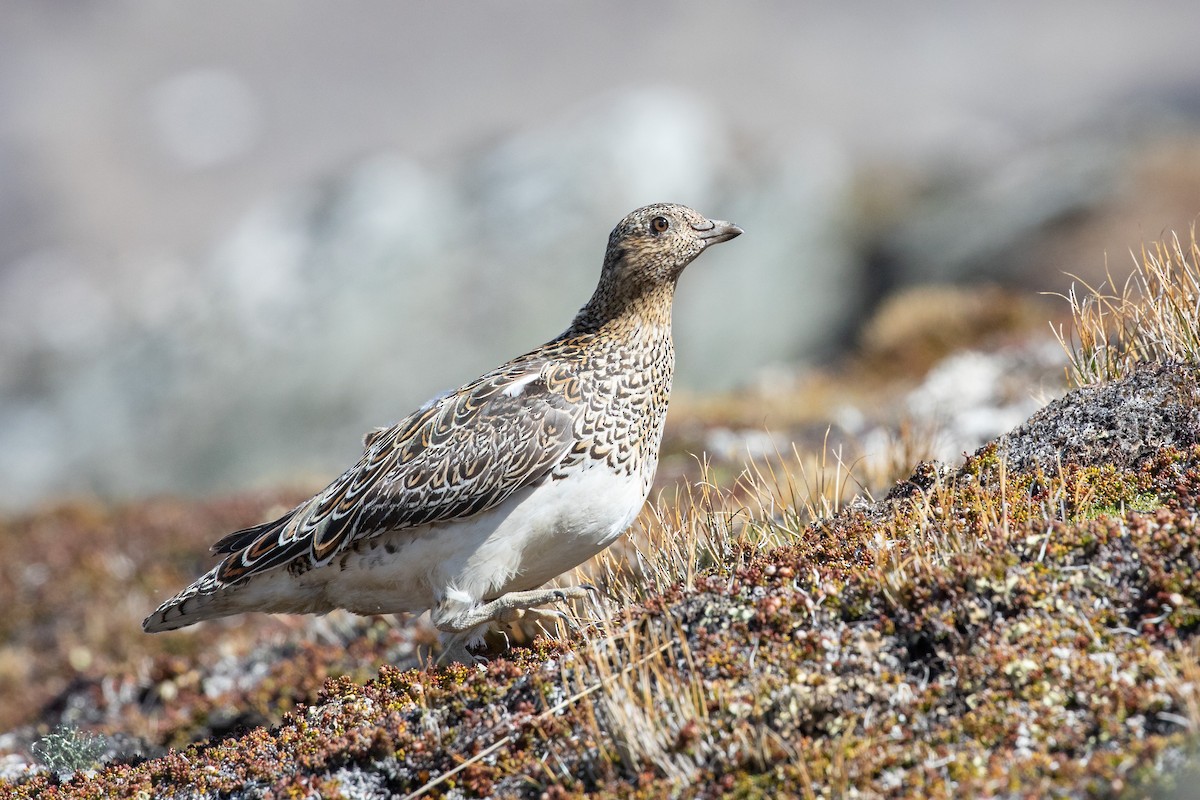 Weißbauch-Höhenläufer - ML505431781