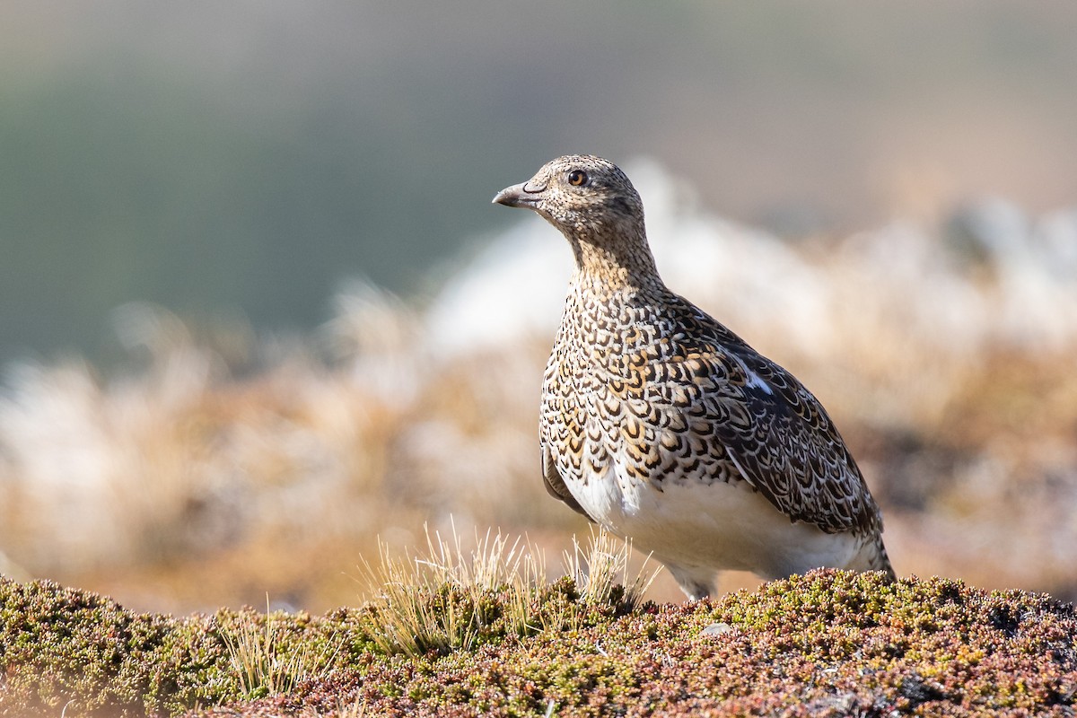 Weißbauch-Höhenläufer - ML505431791