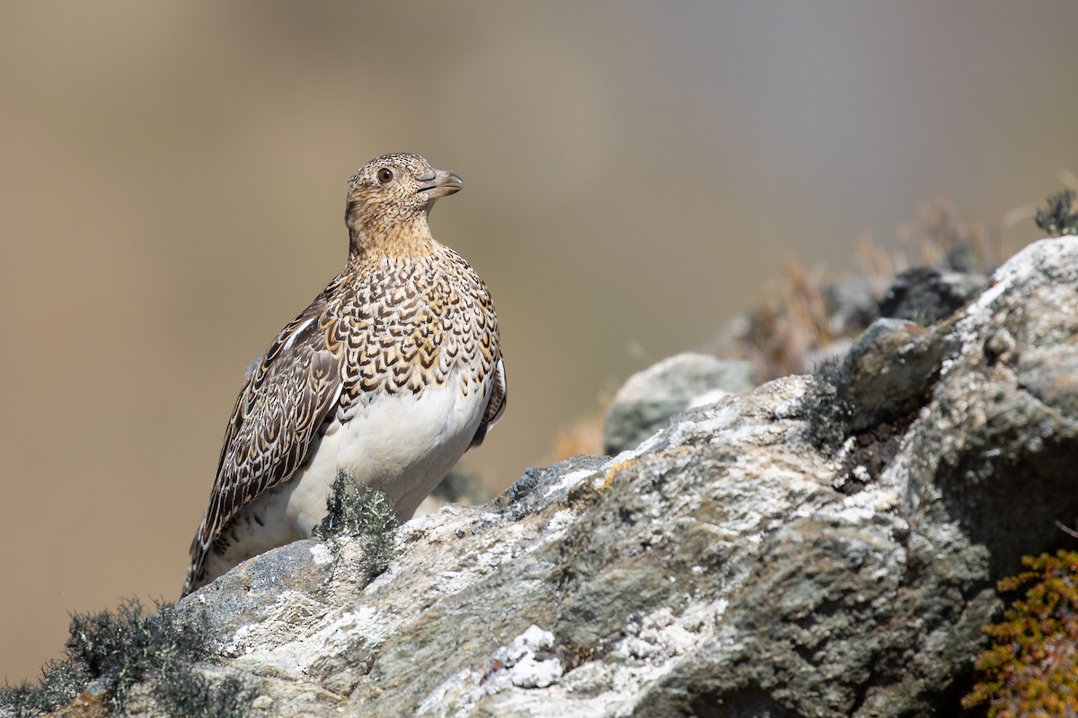 Weißbauch-Höhenläufer - ML505431801