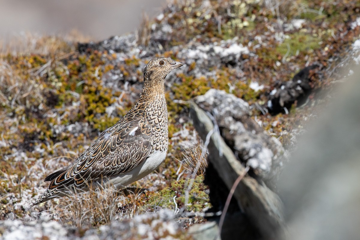 Weißbauch-Höhenläufer - ML505431811