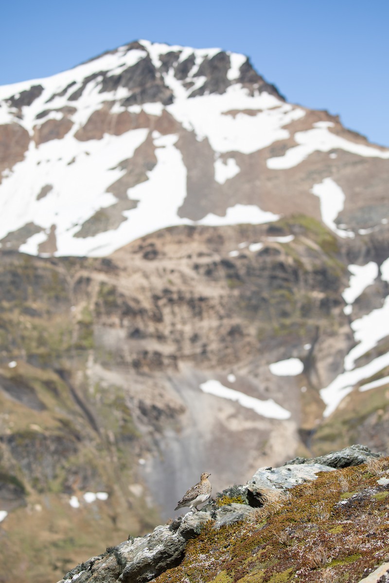 Weißbauch-Höhenläufer - ML505431821