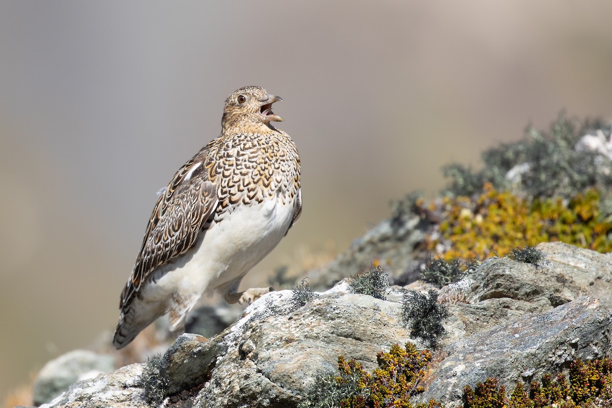 Weißbauch-Höhenläufer - ML505431831