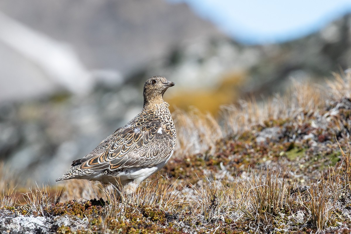 Weißbauch-Höhenläufer - ML505431841