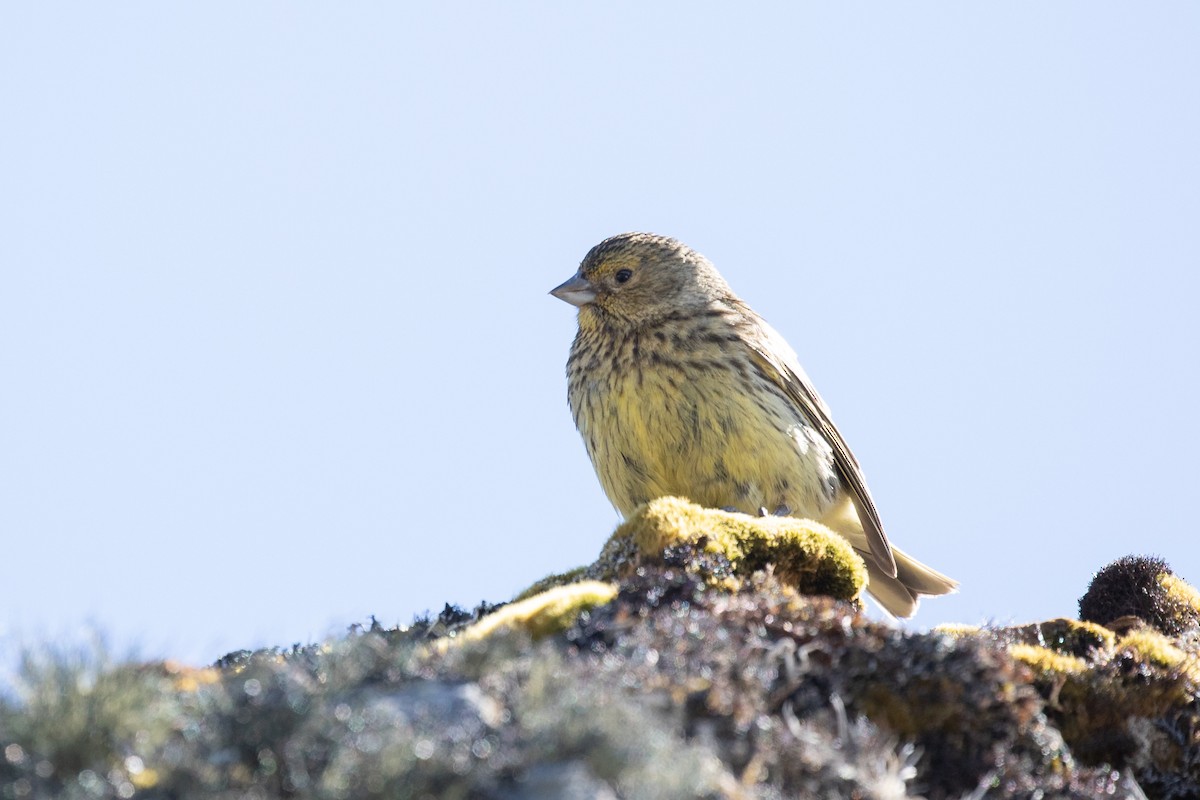 Gelbbart-Ammertangare - ML505431901