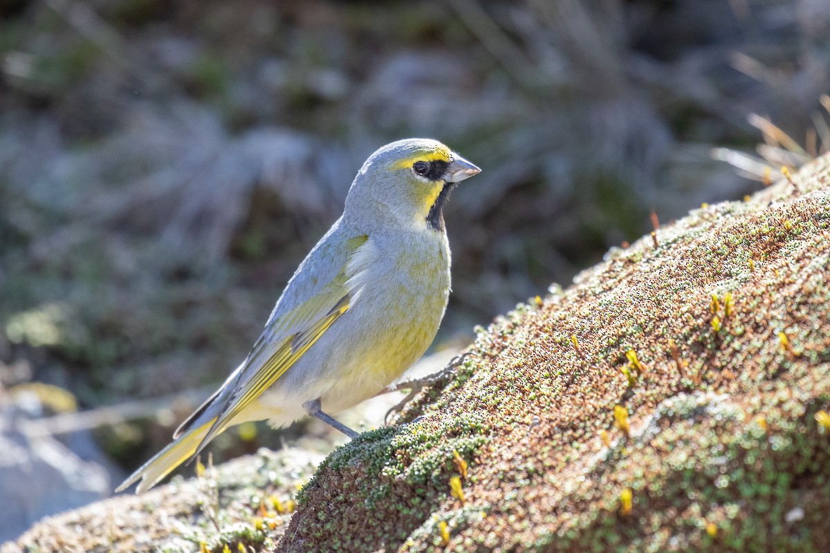 Gelbbart-Ammertangare - ML505431911