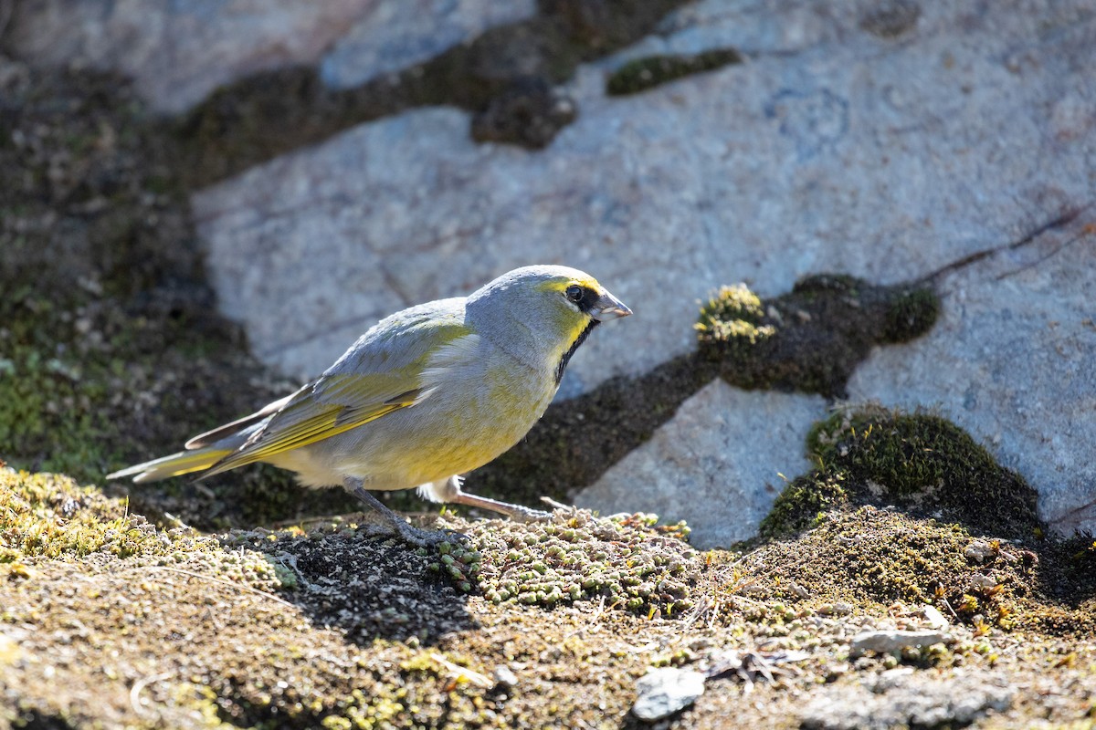 Gelbbart-Ammertangare - ML505431921