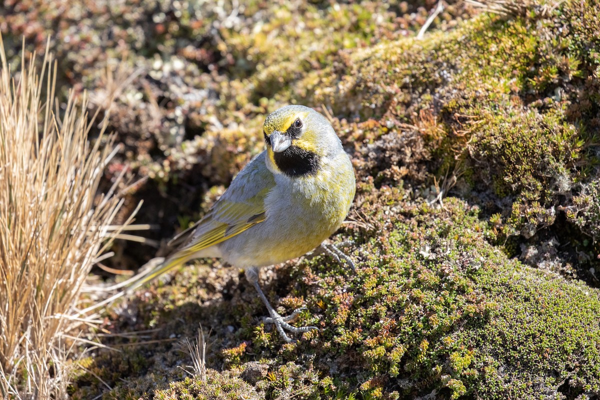 Gelbbart-Ammertangare - ML505431931