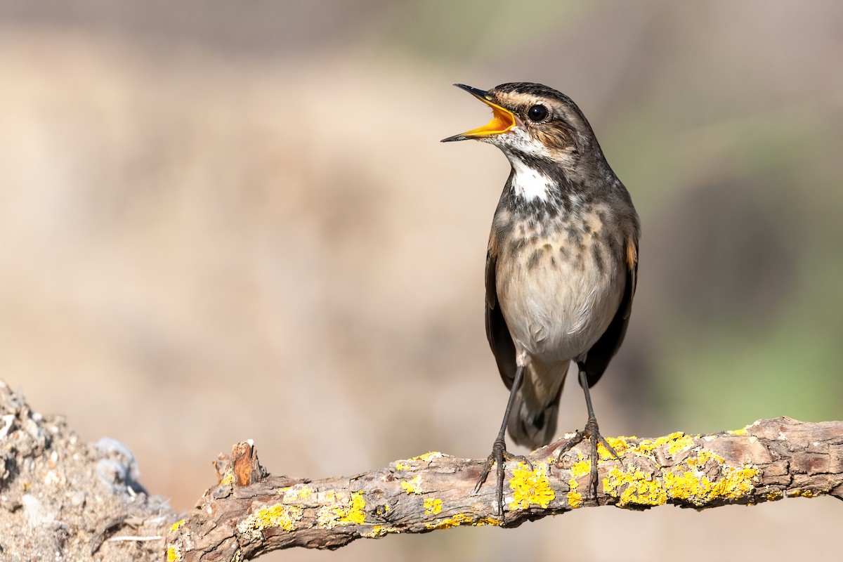 Bluethroat - ML505432271