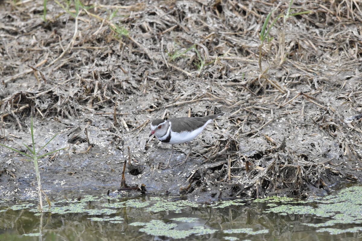 Three-banded Plover - ML505432711