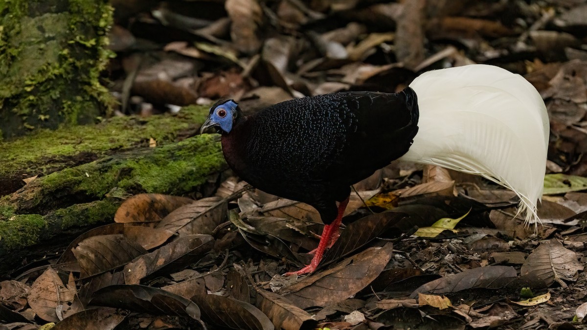 Bulwer's Pheasant - Robert Tizard