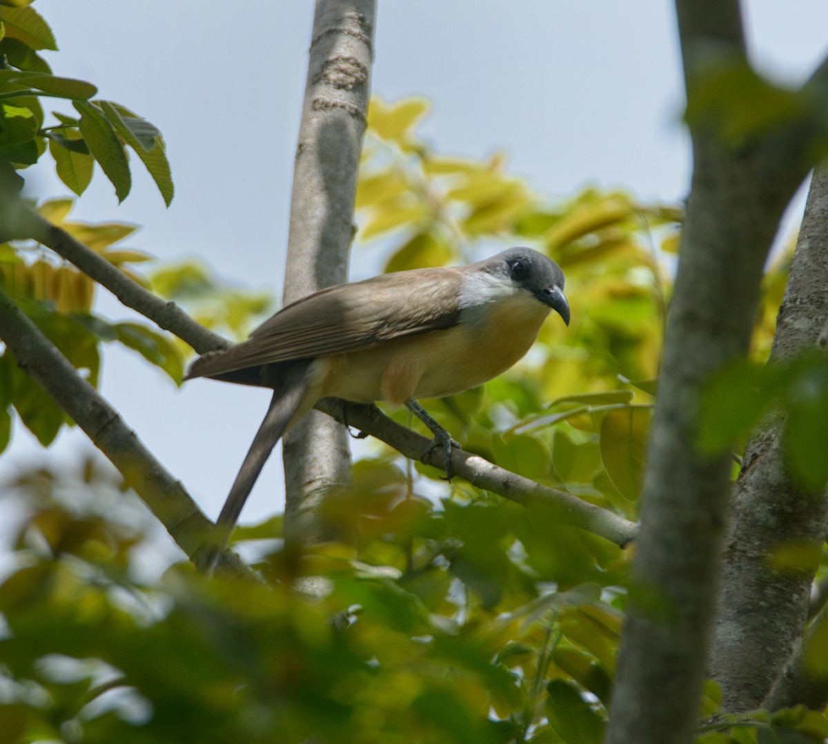 Dark-billed Cuckoo - ML505432741