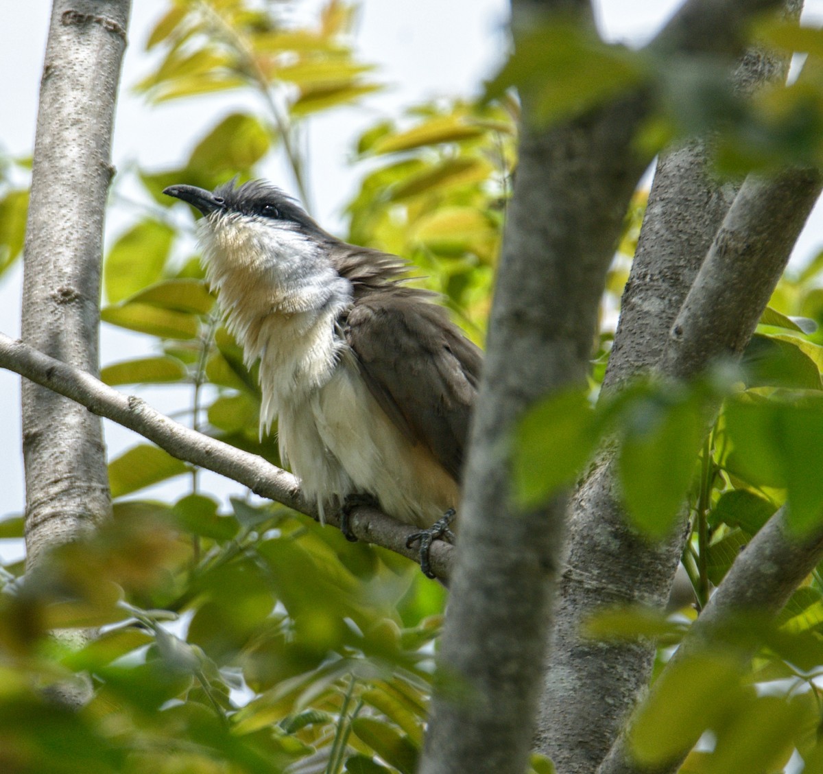 コミミグロカッコウ - ML505432751